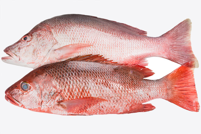 Photo Red snapper